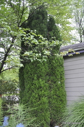 Juniperus chinensis 'Spartan' — photo 3